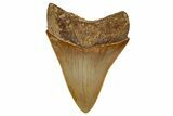 Serrated, Fossil Megalodon Tooth From Morocco - Rare Location #353023-1